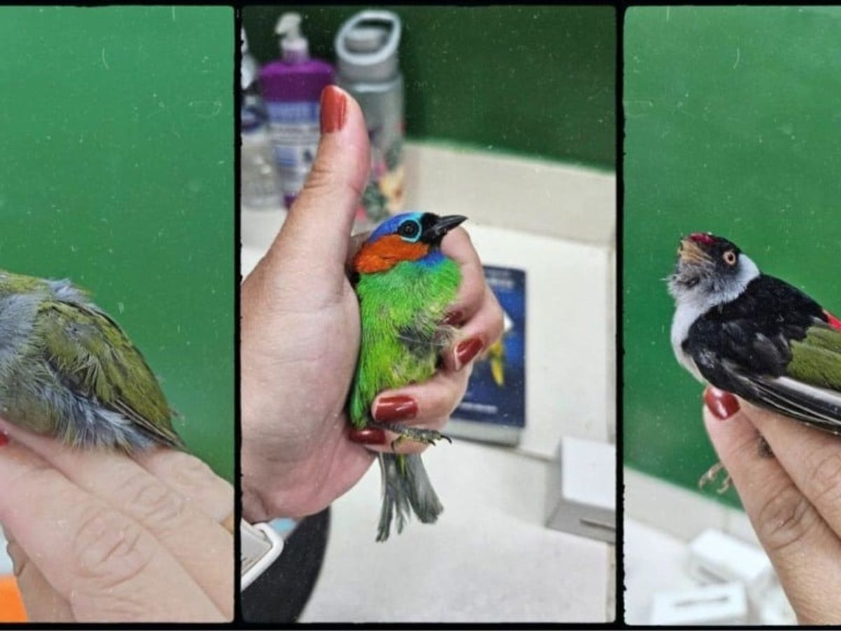 PF impede tráfico internacional de aves silvestres no Aeroporto de Guarulhos