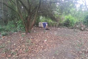 DPAN de Guarulhos resgata pitbull e dois filhotes abandonados após denúncias de ataques no Jardim da Mamãe