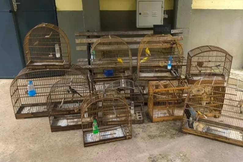 GCM Ambiental resgata 19 aves silvestres em Guarulhos